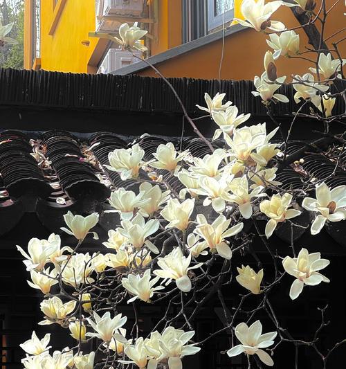 玉兰花的花语祝福是什么？如何用玉兰花表达爱意？