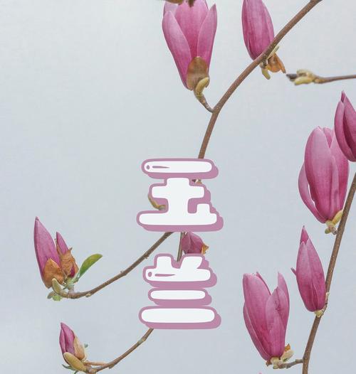 玉兰花的花语祝福是什么？如何用玉兰花表达爱意？