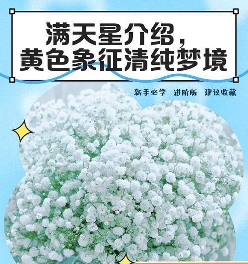 满天星的星花语是什么？如何用满天星表达情感？