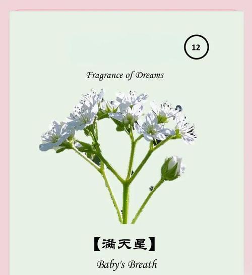 满天星的星花语是什么？如何用满天星表达情感？