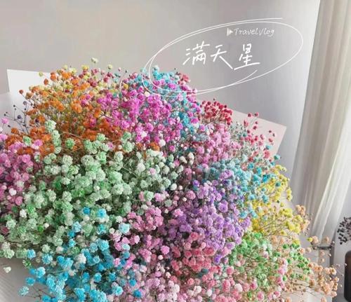 满天星道歉花语是什么？如何用满天星表达歉意？