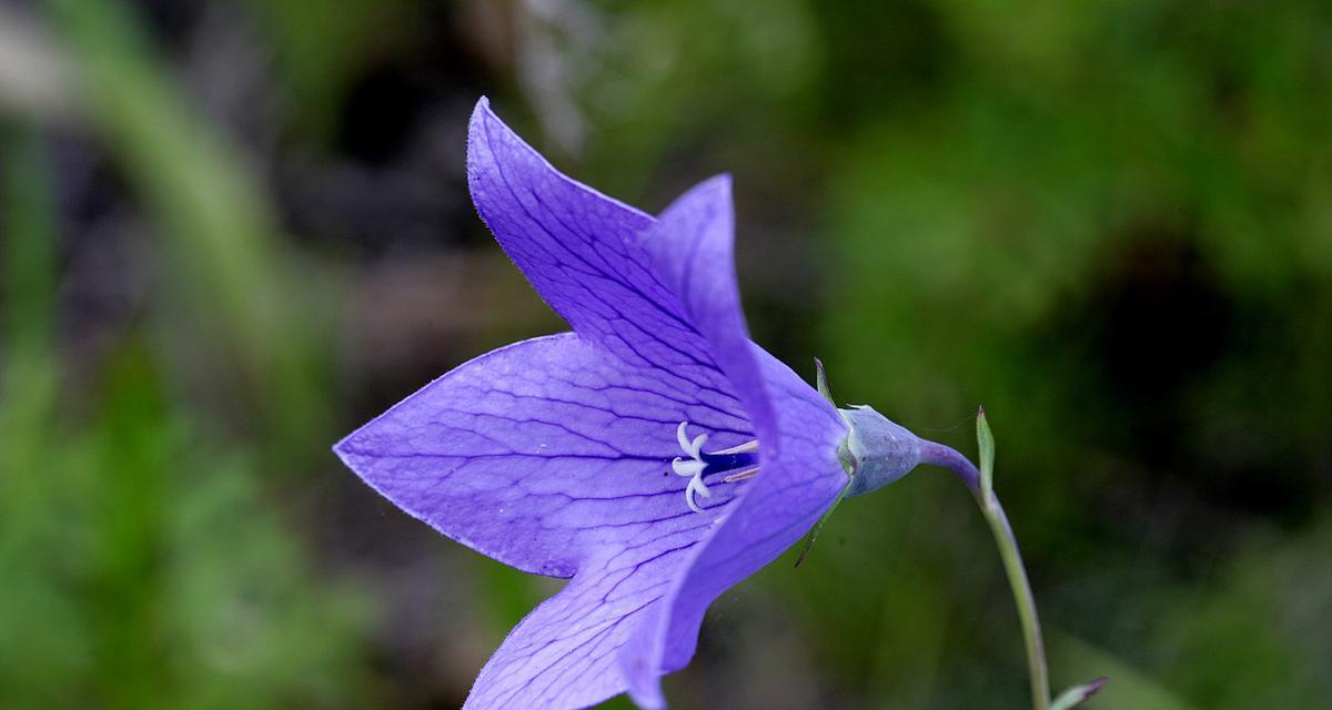 桔梗花语相近的有哪些？桔梗花语相似的花有哪些？