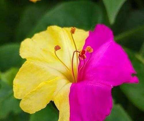玉香花语的含义是什么？玉香花语有哪些特点？