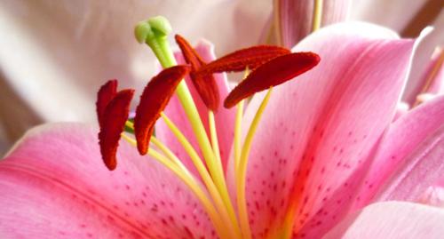 玉香花语的含义是什么？玉香花语有哪些特点？