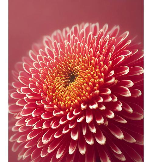 金红色菊花花语是什么？金红色菊花代表什么含义？