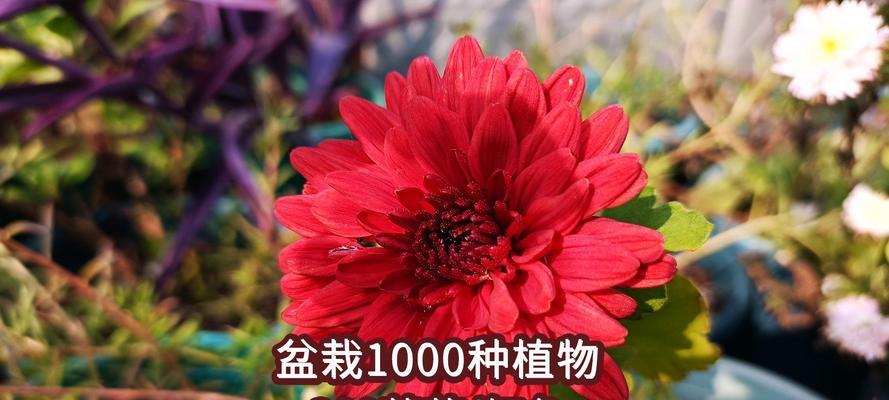 金红色菊花花语是什么？金红色菊花代表什么含义？