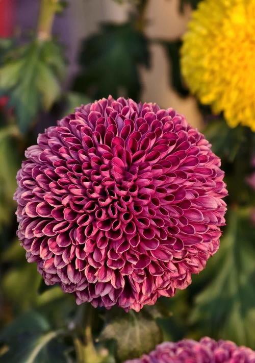 金红色菊花花语是什么？金红色菊花代表什么含义？