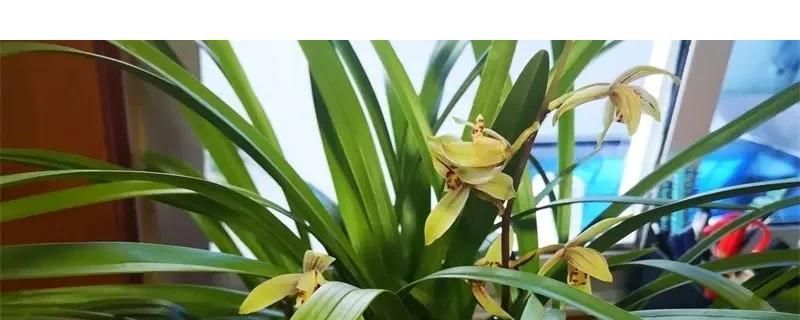 白色美花兰花语是什么？白色美花兰代表什么？