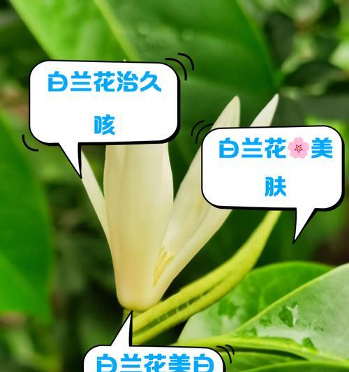白色美花兰花语是什么？白色美花兰代表什么？