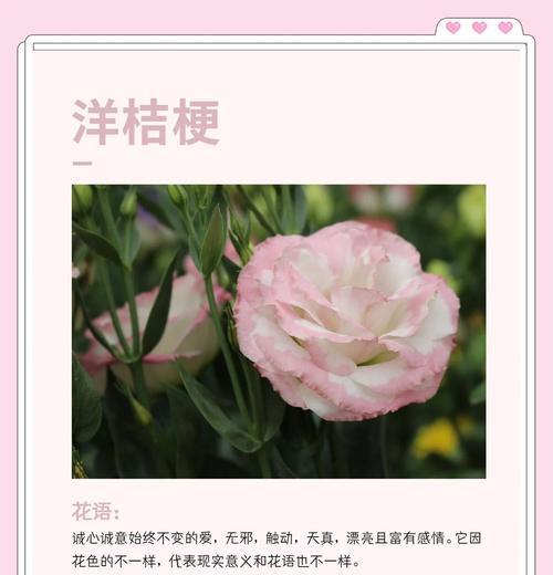 桔梗花语洋桔梗是什么？桔梗和洋桔梗花语有何不同？