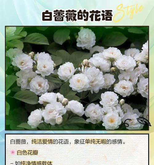 蔷薇花语的由来是什么？蔷薇花语有哪些含义？