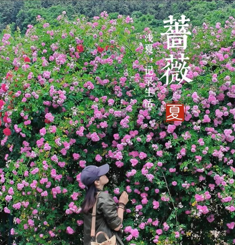 蔷薇花语的由来是什么？蔷薇花语有哪些含义？