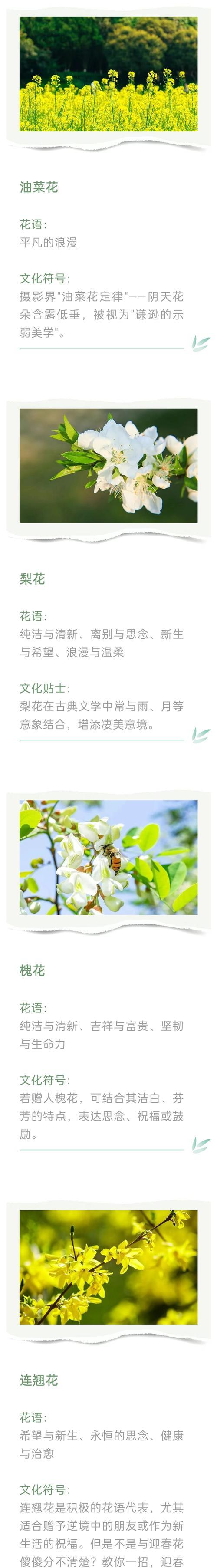 紫色君子兰花语是什么？紫色君子兰代表什么含义？
