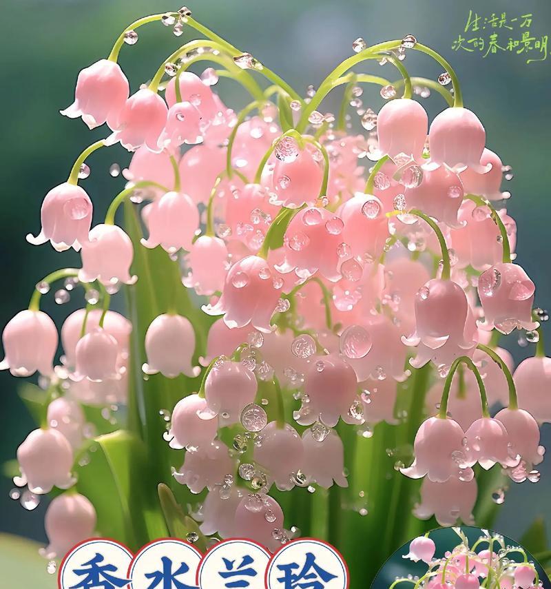 紫色君子兰花语是什么？紫色君子兰代表什么含义？