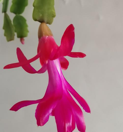 关于蟹爪兰花语是什么？蟹爪兰有哪些花语含义？
