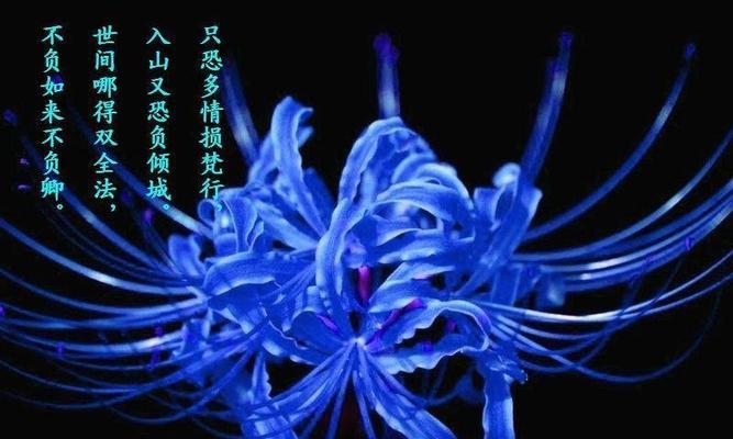 花语是爱过的花有哪些？爱过的花有哪些花语？