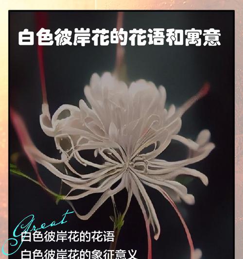 彼岸花花语彩色是什么？彼岸花有哪些花语？