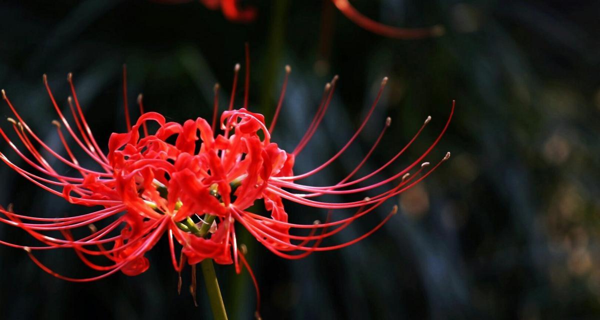 彼岸花花语彩色是什么？彼岸花有哪些花语？
