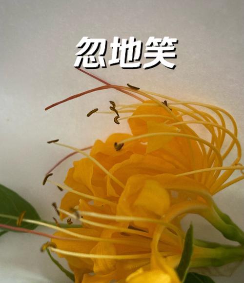 彼岸花花语彩色是什么？彼岸花有哪些花语？