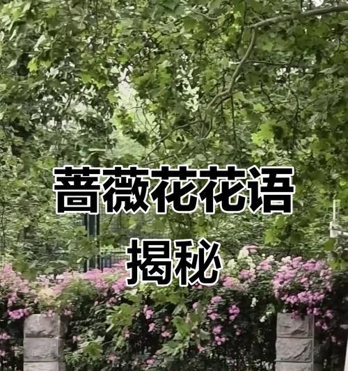 各种蔷薇花花语是什么？蔷薇花有哪些不同的花语？