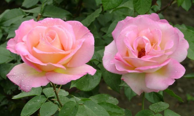 月季花颜色花语是什么？不同颜色的月季花代表什么？