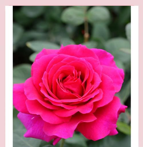 月季花颜色花语是什么？不同颜色的月季花代表什么？