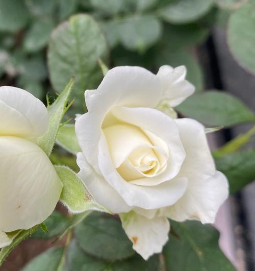 月季花颜色花语是什么？不同颜色的月季花代表什么？