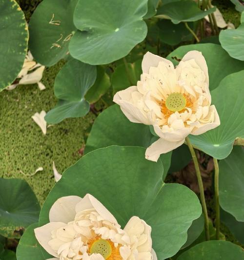 秋牡丹花语是什么？别名有哪些？