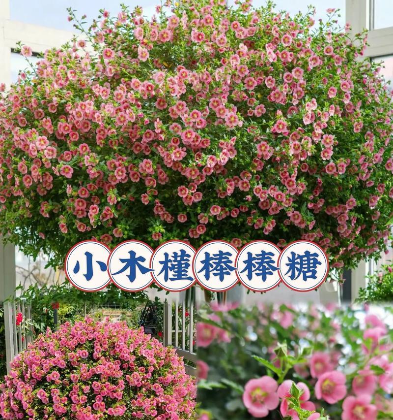 木槿花花语代表什么？是否适合送人？
