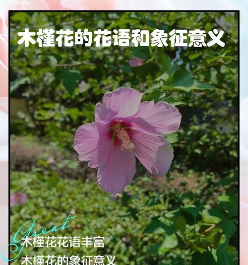 木槿花花语代表什么？是否适合送人？