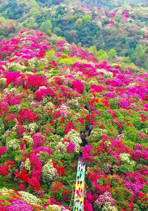 贵州杜鹃花花语有哪些？代表什么情感？