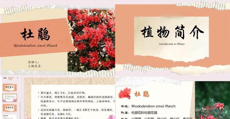 贵州杜鹃花花语有哪些？代表什么情感？