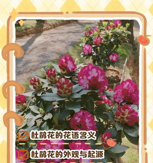 高原杜鹃花花语是什么？有何特殊意义？