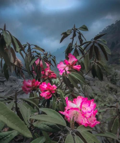 高原杜鹃花花语是什么？有何特殊意义？
