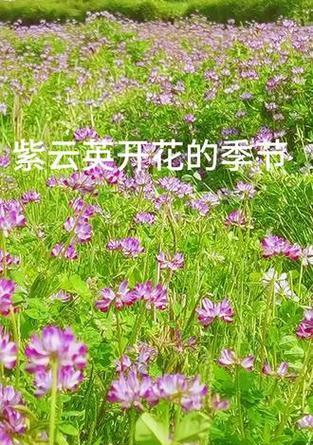 紫云英花语如何解析？代表什么？