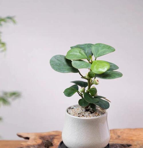 送家人什么花合适？花语有何含义？