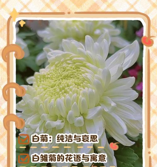 桔花花语代表什么？适合什么场合？