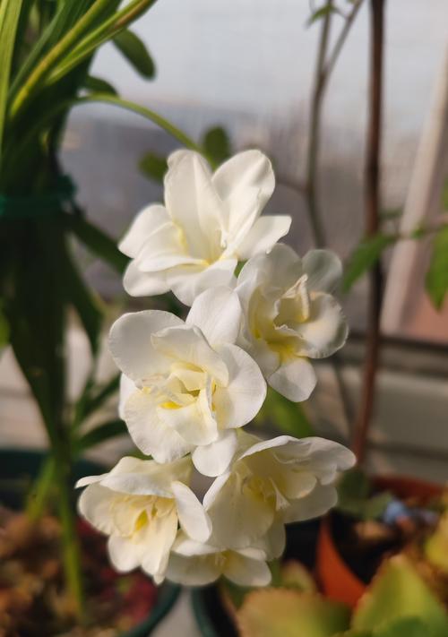 香雪兰白色花语是什么？有何象征意义？