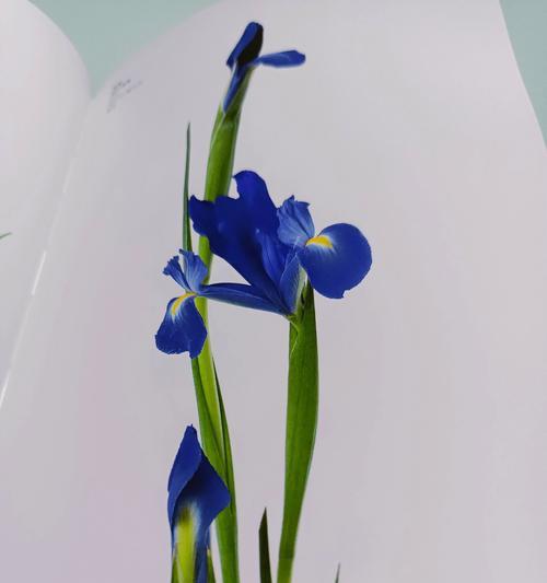 花语中“无缘”的花有哪些？代表什么？
