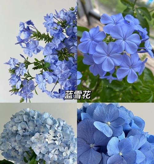 花语中“无缘”的花有哪些？代表什么？