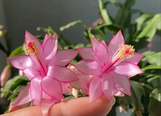 蟹爪兰粉色花语是什么？有何特别含义？