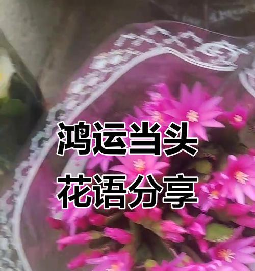 蟹爪兰粉色花语是什么？有何特别含义？