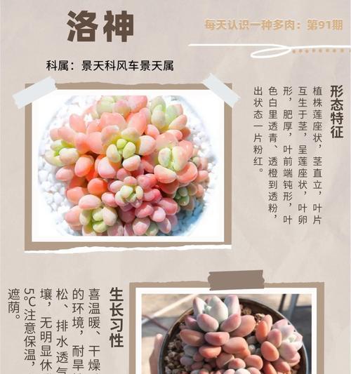 桃蛋花语和寓意是什么？适合什么场合？