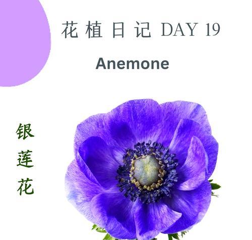 孔雀银莲花花语是什么？有何特别含义？