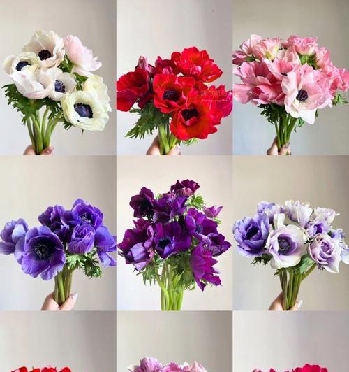 孔雀银莲花花语是什么？有何特别含义？