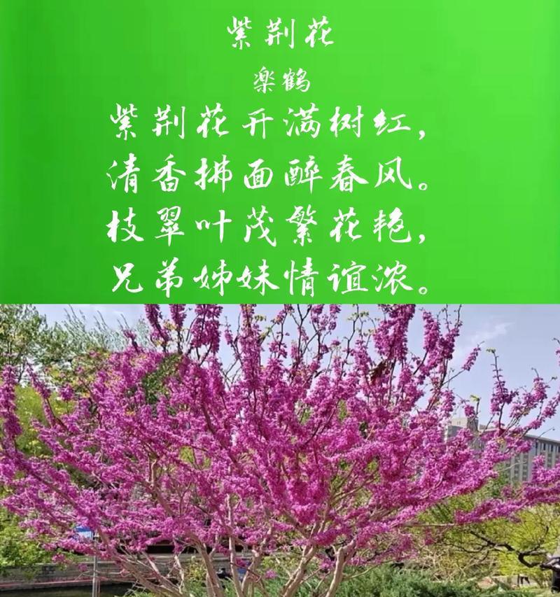 美人厥花的花语是什么？有何象征意义？