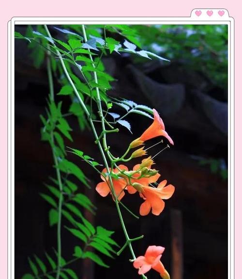 美人厥花的花语是什么？有何象征意义？