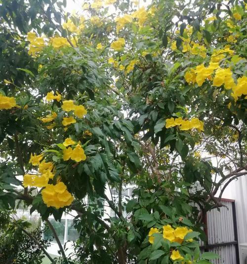 花语中“严格的树”有哪些？代表什么？