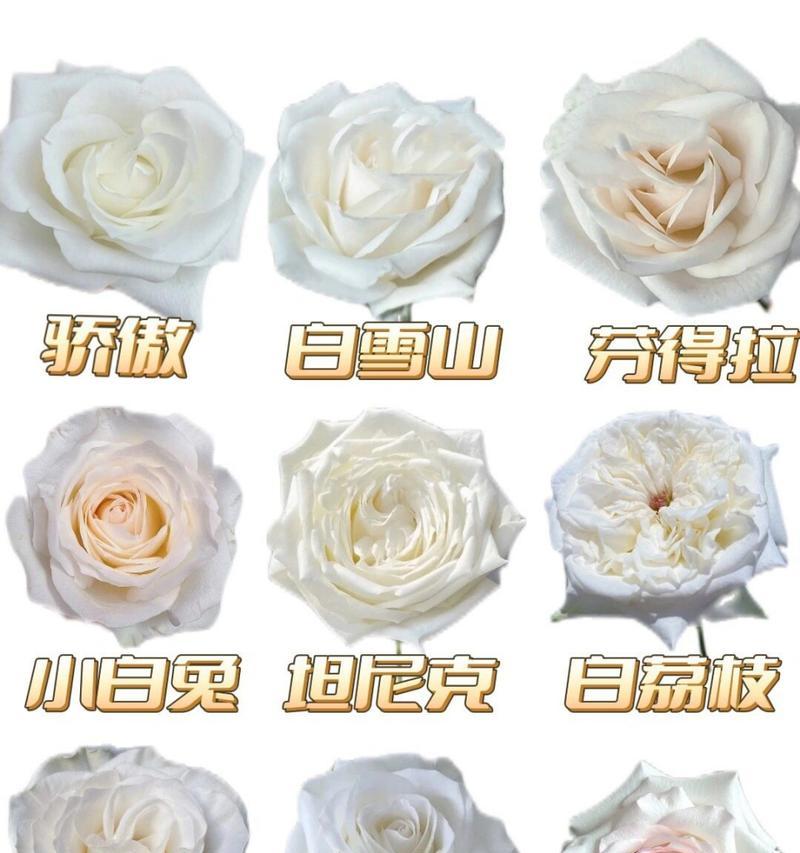 白玫瑰花语30是什么？有何特别含义？