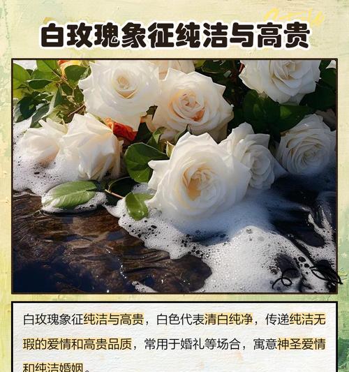 白玫瑰花语30是什么？有何特别含义？